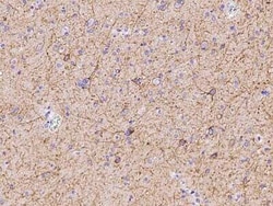 Neuroplastin Antibody, Novus Biologicals 50 &mu;g, Unconjugated:Antibodies,