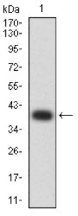Neutrophil Elastase/ELA2 Antibody (6B6G6) - BSA Free, Novus Biologicals