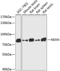 Nexilin Antibody - Azide and BSA Free, Novus Biologicals 0.1 mL; Unconjugated:Antibodies,