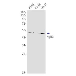 NgR3/NgRH2/RTN4RL1 Antibody (S03-6C3), Novus Biologicals 100 &mu;g; Unconjugated:Antibodies,