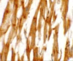 Nicalin Antibody - BSA Free, Novus Biologicals 0.1 mg; Unconjugated:Antibodies,