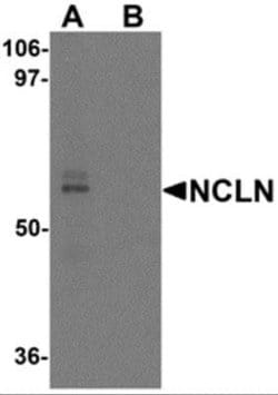 Nicalin Antibody - BSA Free, Novus Biologicals 0.1 mg; Unconjugated:Antibodies,