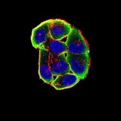 Nicotinic Acetylcholine R alpha 3/CHRNA3 Antibody (6D3A10) - BSA Free,