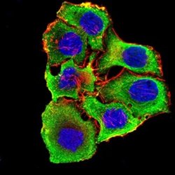 Nicotinic Acetylcholine R alpha 3/CHRNA3 Antibody (6D3A10) - BSA Free,