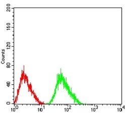 Nicotinic Acetylcholine R alpha 5/CHRNA5 Antibody (2D2D10) - BSA Free,