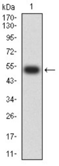 Nicotinic Acetylcholine R alpha 5/CHRNA5 Antibody (2D2D10) - BSA Free,