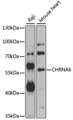 Nicotinic Acetylcholine R alpha 6/CHRNA6 Antibody - BSA Free, Novus Biologicals