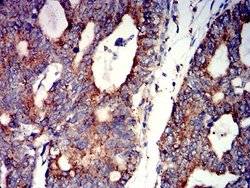 Nicotinic Acetylcholine R alpha 7/CHRNA7 Antibody (7F10G1) - BSA Free,