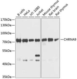Nicotinic Acetylcholine R alpha 9/CHRNA9 Antibody - BSA Free, Novus Biologicals:Antibodies:Primary