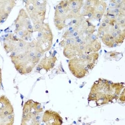 Ninein Antibody - BSA Free, Novus Biologicals:Antibodies:Primary Antibodies