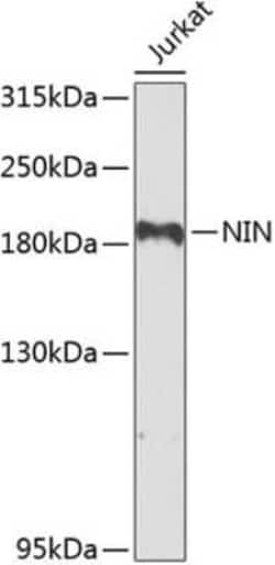 Ninein Antibody - BSA Free, Novus Biologicals:Antibodies:Primary Antibodies