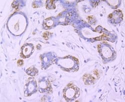 Nogo Rabbit anti-Human, Mouse, Clone: JM02-34, Novus Biologicals 100 &mu;l;