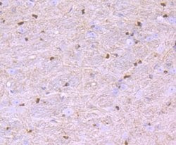 Nogo Rabbit anti-Human, Mouse, Clone: JM02-34, Novus Biologicals 100 &mu;l;