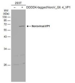 Norovirus VP1 Antibody, Novus Biologicals 100 &mu;g | Buy Online | Bio-Techne | Fisher Scientific