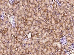 Norrin/NDP Antibody, Novus Biologicals 100 &mu;g; Unconjugated:Antibodies,