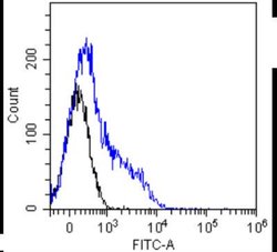 Notch-1 Antibody (E6) - Chimeric - Azide and BSA Free, Novus Biologicals