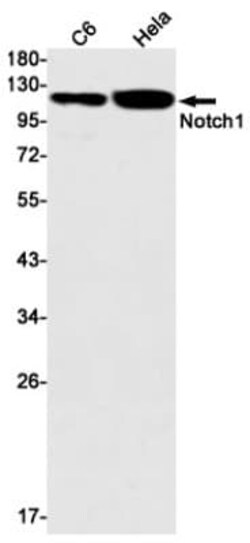 Notch-1 Antibody (S02-2G9), Novus Biologicals 50 &mu;g | Buy Online | Novus Biologicals | Fisher Scientific