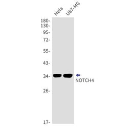 Notch-4 Antibody (S08-8H5), Novus Biologicals:Antibodies:Primary Antibodies