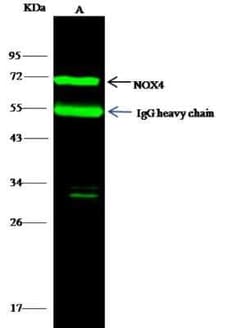 Nox4 Antibody, Novus Biologicals 50 &mu;g; Unconjugated:Antibodies, Polyclonal