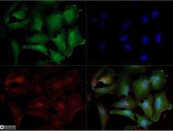Noxa Antibody (114C307.1R) - BSA Free, Novus Biologicals 0.025 mg; Unconjugated:Antibodies,