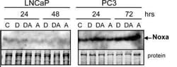 Noxa Antibody (114C307.1R) - BSA Free, Novus Biologicals 0.025 mg; Unconjugated:Antibodies,
