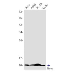 Noxa Antibody (S07-3H6), Novus Biologicals 50 &mu;g; Unconjugated:Antibodies