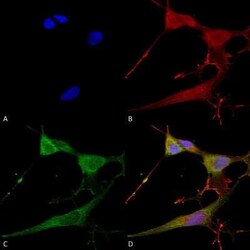 NrCAM Antibody (S364-51), Novus Biologicals 0.025 mg; Unconjugated:Antibodies,
