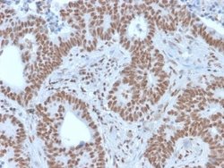 Nrf1 Antibody (NRF1/2609) - Azide and BSA Free, Novus Biologicals 100 &mu;g;