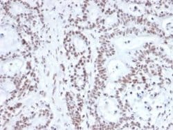 Nrf1 Antibody (NRF1/2609) - Azide and BSA Free, Novus Biologicals 100 &mu;g;