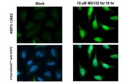 Nrf2 Antibody (HL1021), Novus Biologicals 100 &mu;g | Buy Online | Novus Biologicals | Fisher Scientific