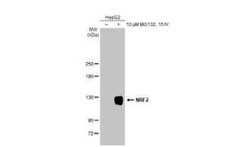 Nrf2 Antibody (HL1021), Novus Biologicals 100 &mu;g | Buy Online | Novus Biologicals | Fisher Scientific