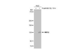 Nrf2 Antibody (HL1021), Novus Biologicals 100 &mu;g | Buy Online | Novus Biologicals | Fisher Scientific