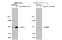 Nrf2 Antibody (HL1021), Novus Biologicals 100 &mu;g | Buy Online | Novus Biologicals | Fisher Scientific