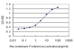 Nrf2 Antibody (1B8), Novus Biologicals 0.1 mg, Unconjugated:Antikörper