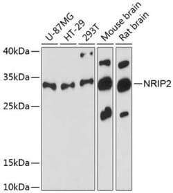 Nrip2 Antibody - Azide and BSA Free, Novus Biologicals 0.02 mL; Unconjugated:Antibodies,