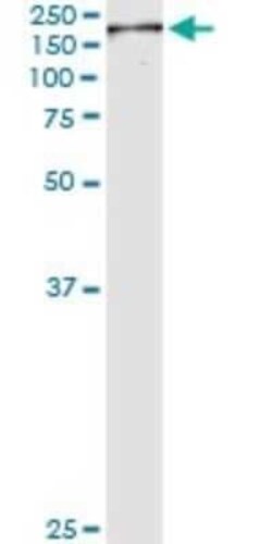 NuMA Antibody (1C5), Novus Biologicals 0.1 mg | Buy Online | Novus Biologicals | Fisher Scientific