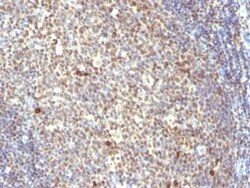 NuMA Antibody (SPM300), Novus Biologicals:Antibodies:Primary Antibodies