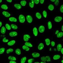 Nuclear Antigen Rabbit anti-Human, Primate, Clone: 235-1R, Novus Biologicals:Antibodies:Primary
