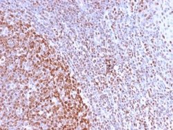 Nuclear Antigen Antibody (NM2984R) - Azide and BSA Free, Novus Biologicals