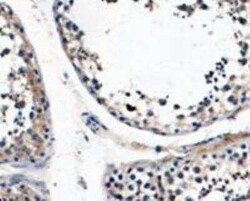Nuclear Antigen Antibody (NM106), Novus Biologicals 0.1mg; Unlabeled:Antibodies,