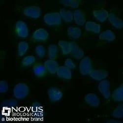 Nuclear Membrane Marker Antibody (NM97) - Azide and BSA Free, Novus Biologicals 0.1 mg | Buy Online | Novus Biologicals | Fisher Scientific