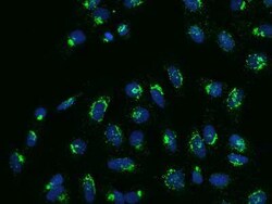 Nucleobindin 1 Antibody, Novus Biologicals 50 &mu;g, Unconjugated:Antibodies,