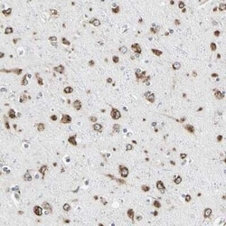 Nucleobindin 1 Antibody, Novus Biologicals 0.1 mL | Buy Online | Novus Biologicals | Fisher Scientific