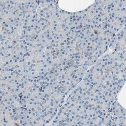 Nucleobindin 1 Antibody, Novus Biologicals 0.1 mL | Buy Online | Novus Biologicals | Fisher Scientific