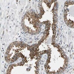 Nucleobindin 1 Antibody, Novus Biologicals 0.1 mL | Buy Online | Novus Biologicals | Fisher Scientific