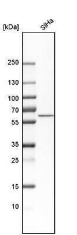 Nucleobindin 1 Antibody, Novus Biologicals 0.1 mL | Buy Online | Novus Biologicals | Fisher Scientific