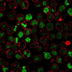 Nucleolin Antibody (364-5 + NCL/902), Novus Biologicals 0.02mg; Unlabeled:Antibodies,
