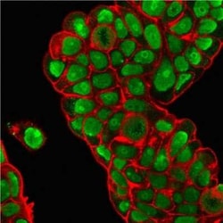 Nucleolin Antibody (364-5 + NCL/902), Novus Biologicals 0.02mg; Unlabeled:Antibodies,