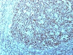 Nucleolin Antibody (364-5 + NCL/902), Novus Biologicals 0.02mg; Unlabeled:Antibodies,