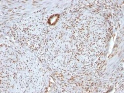 Nucleolin Antibody (364-5 + NCL/902), Novus Biologicals 0.02mg; Unlabeled:Antibodies,